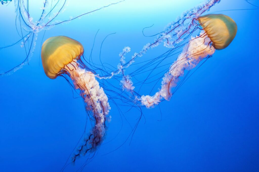Two jellyfish with long tenticles underwater in the blue ocean