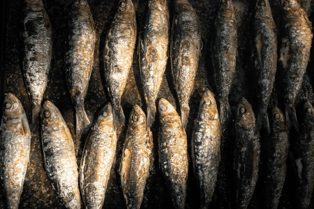 Salted pilchards