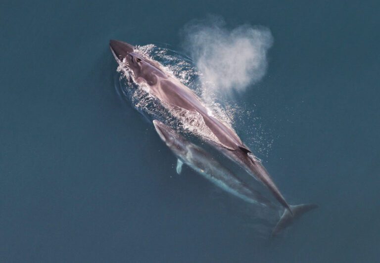 Sei whale mother and calf