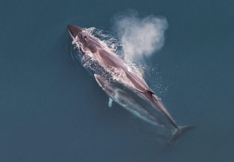 Sei whale mother and calf Christin Khan NOAA