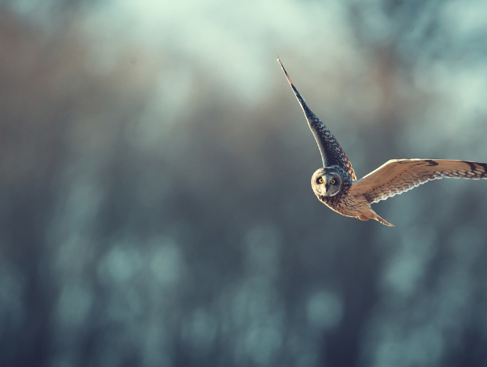 short eared owl flying through the sky with trees in the background