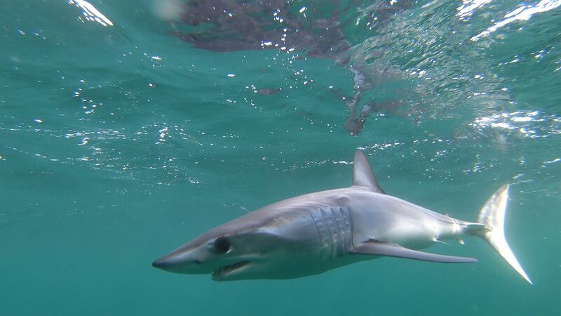 Shortfin mako