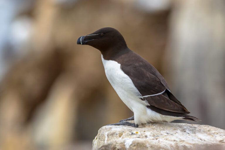 Single Razorbill