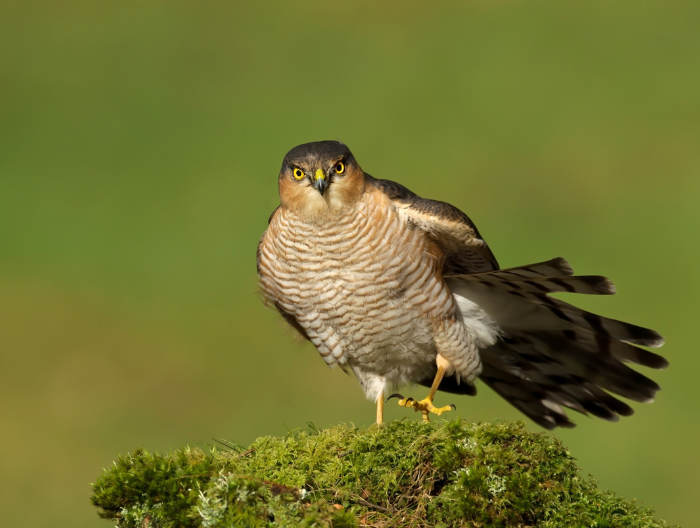 sparrowhawk sat on moss in the wild