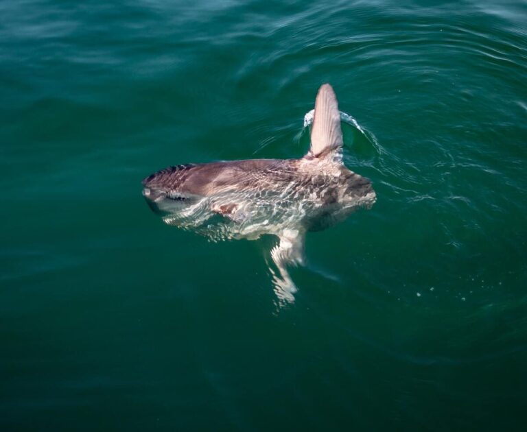 Sunfish in cornwall