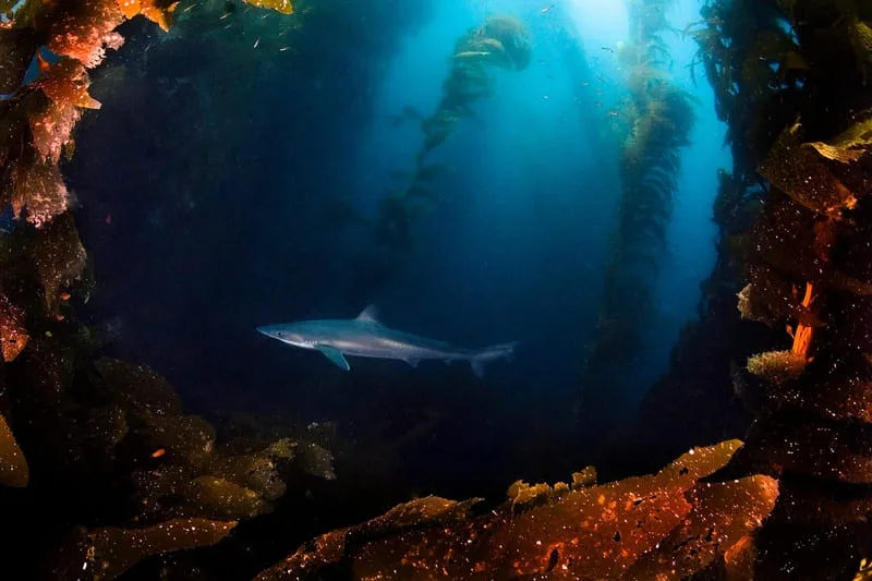 Tope shark