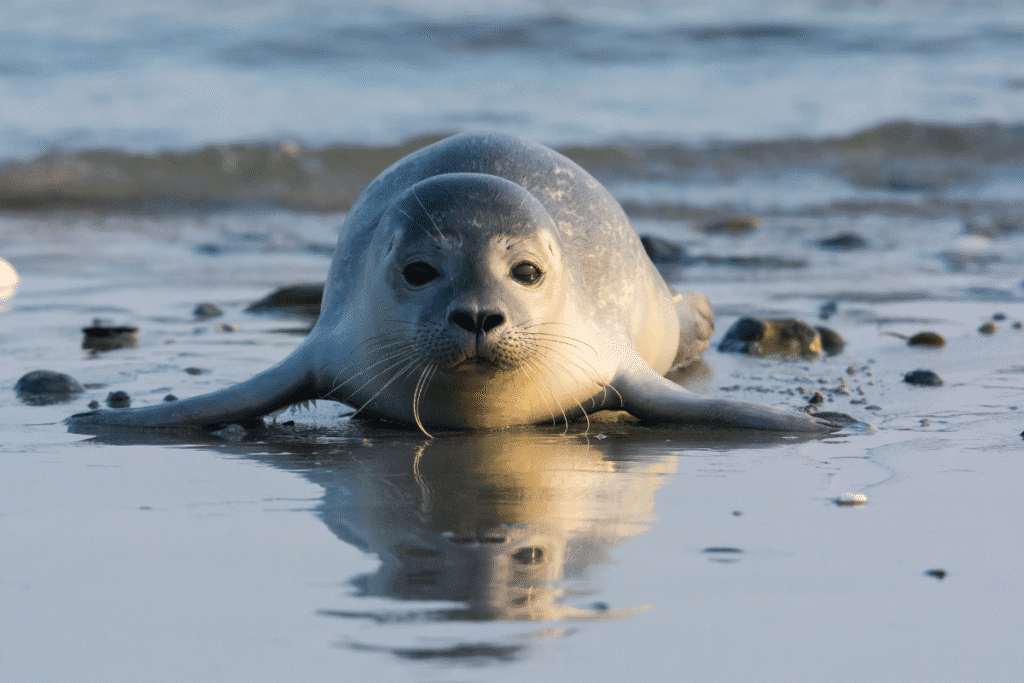 a common seal pup in cornwall