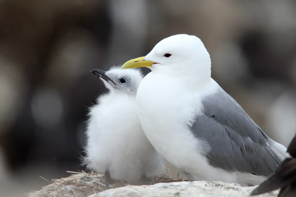 A kittiwake in Cornwall