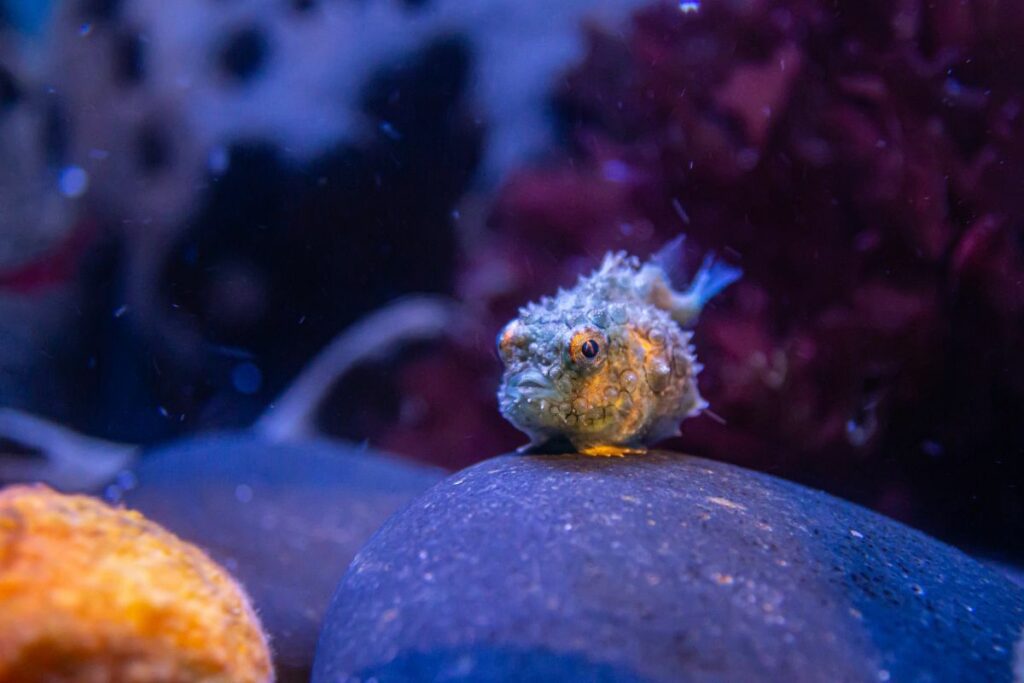 a small fish called a lumpsucker sits on a rock