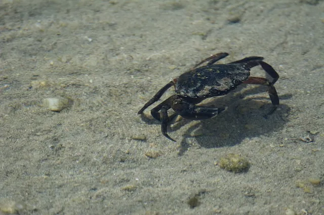 Common shore crab