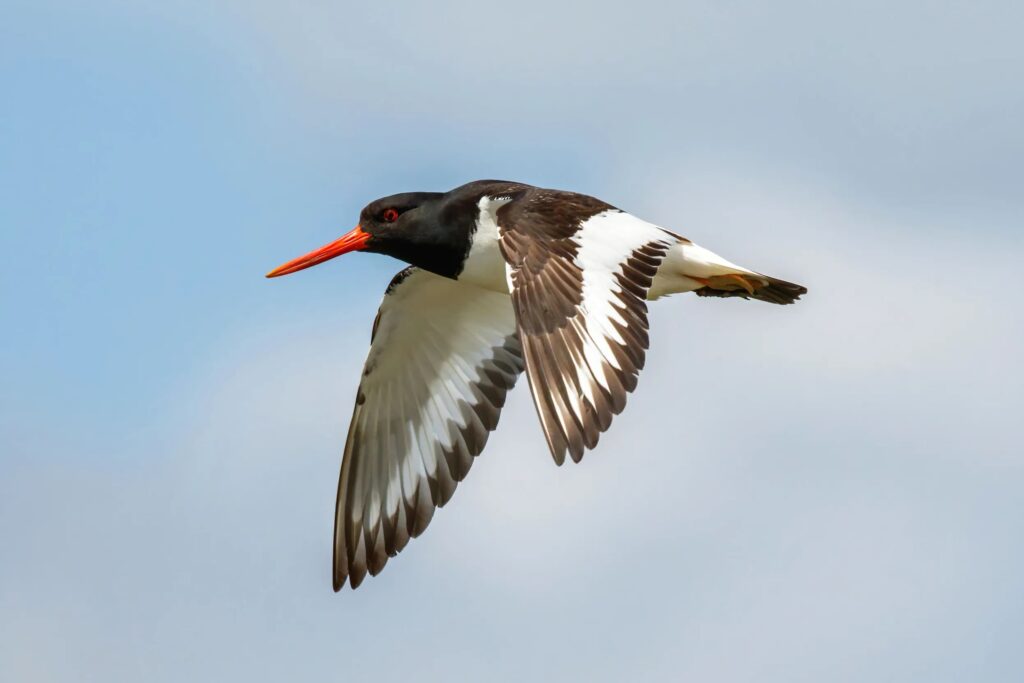 An oystercatcher