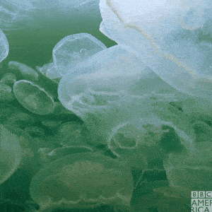 Gif of white jellyfish swimming
