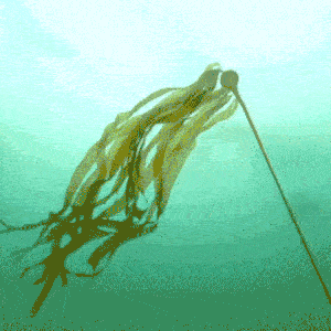 animated seaweed