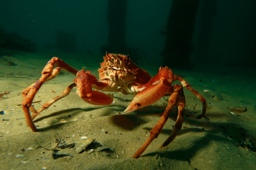 are there spider crabs in cornwall
