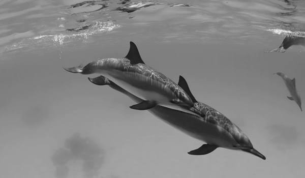 baby dolphins