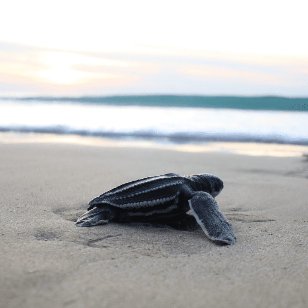 baby leatherback sea turtle on the beach with waves in the background