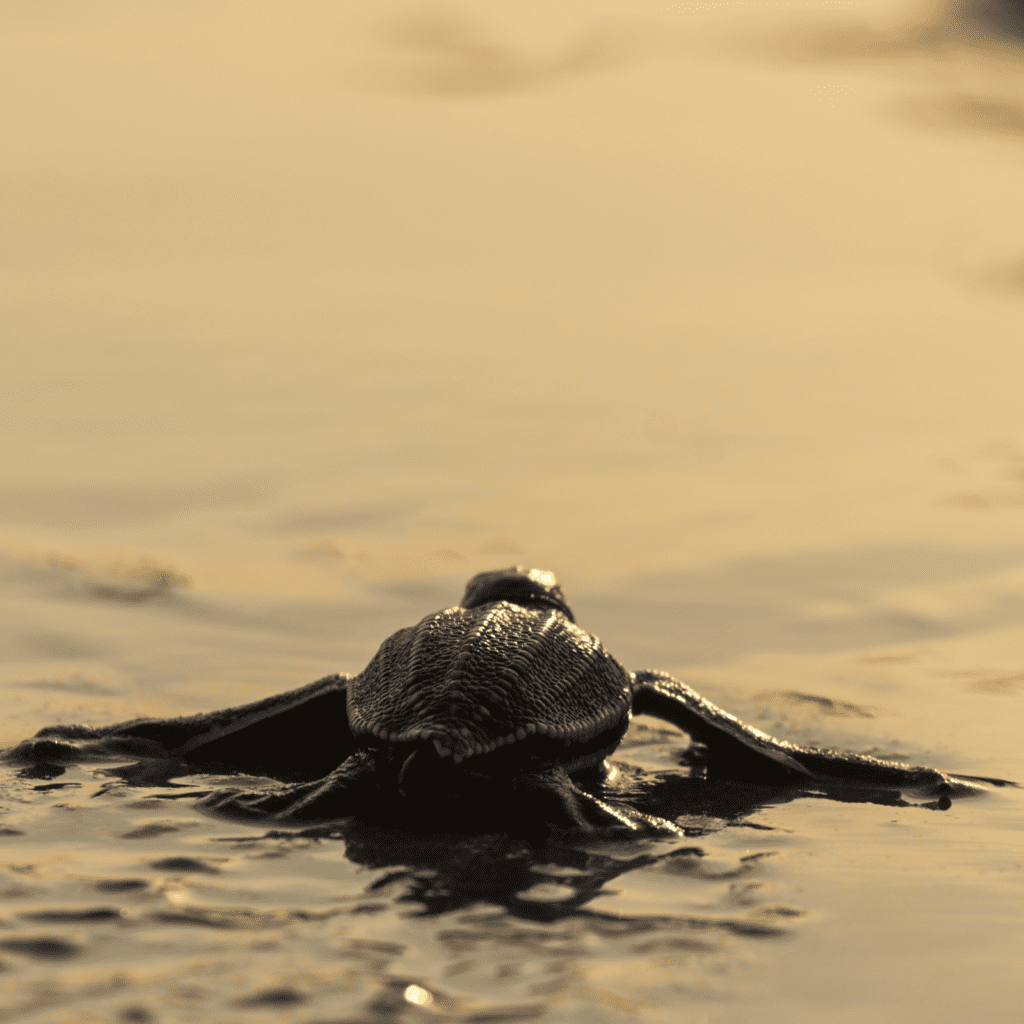 baby leatherback sea turtle at the water edge