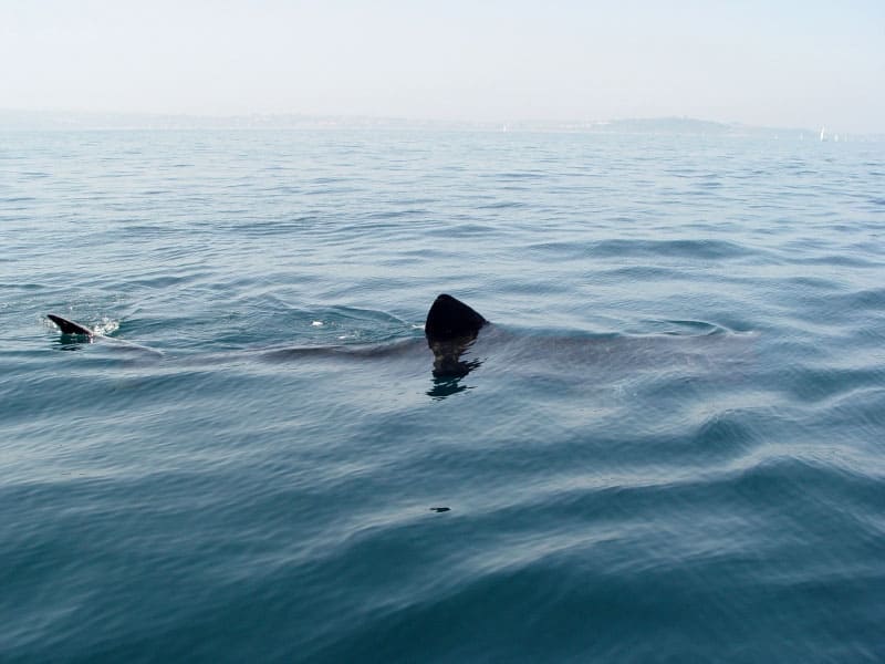 how many shark species are endangered