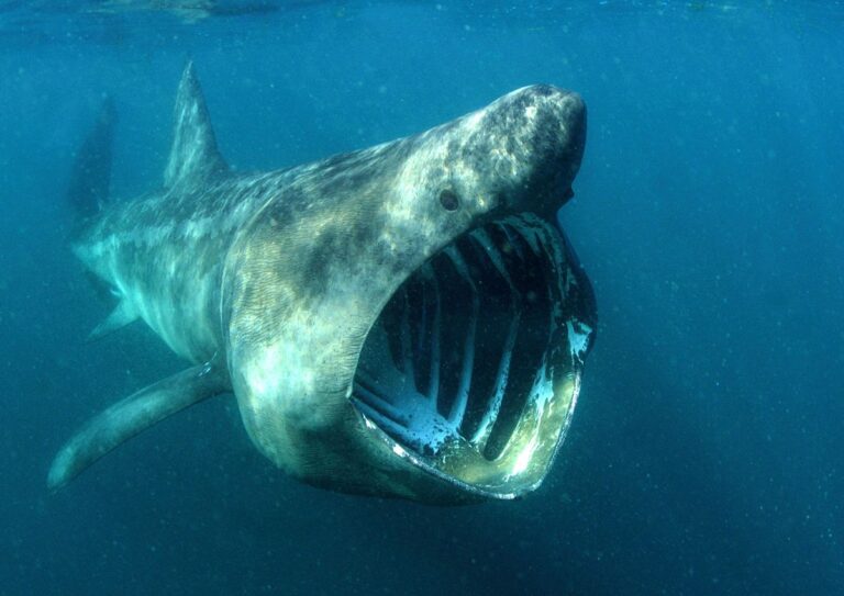 Basking sharks in padstow