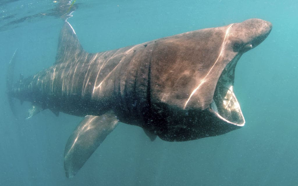 basking sharks endangered