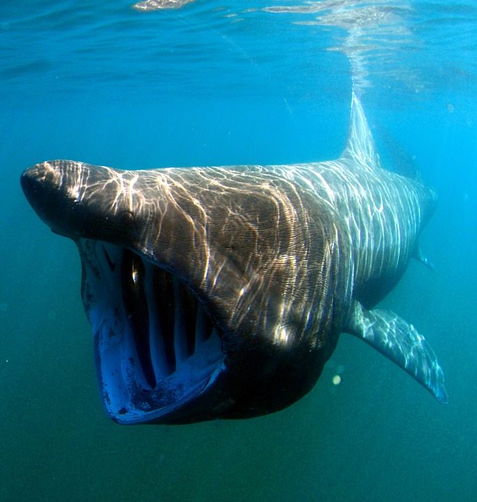 basking-sharks-in-padstow