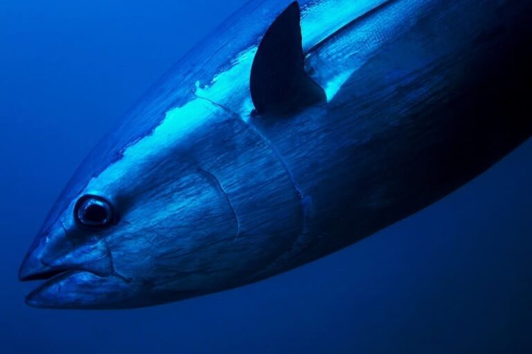 blue fin tuna