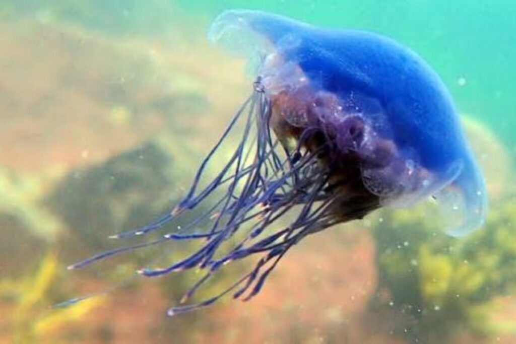 blue jellyfish cornwall