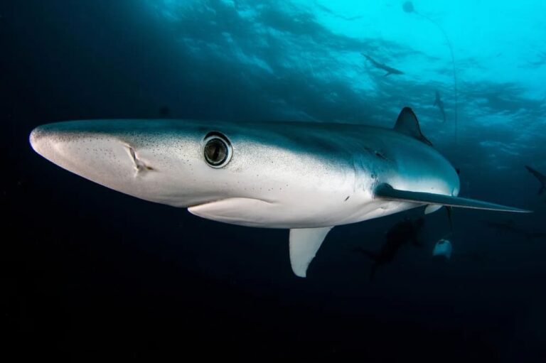 Blue shark close up