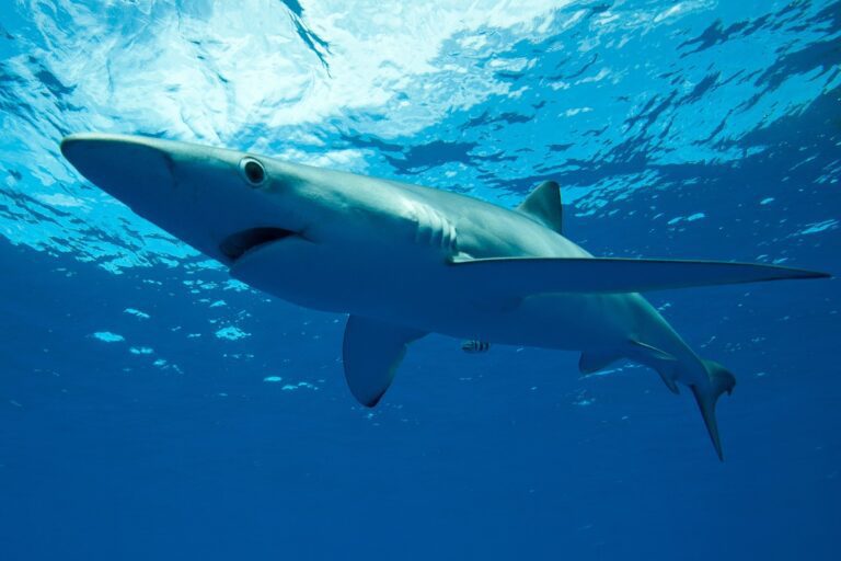 Blue shark swimming