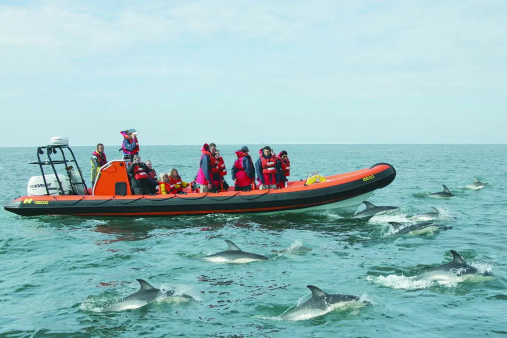 Dolphin watching boat trip cornwall