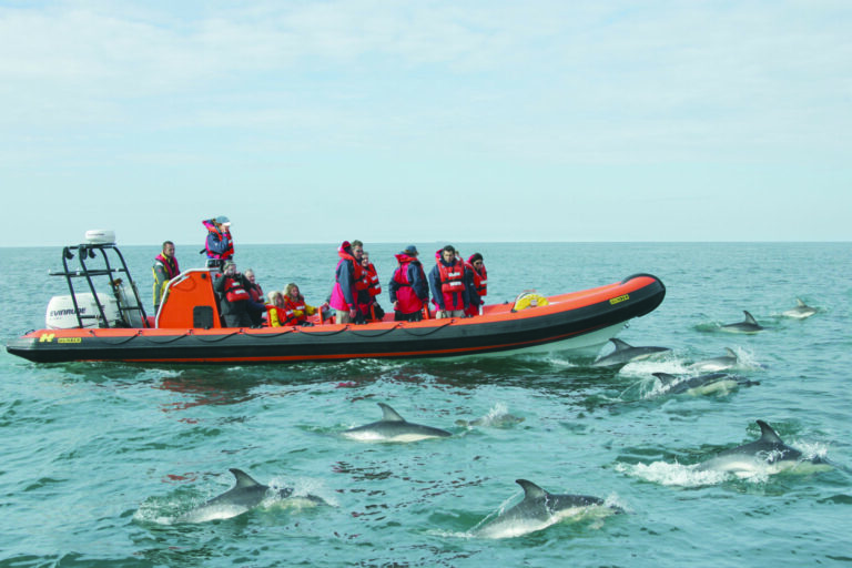 Unforgettable Wildlife Experience Days