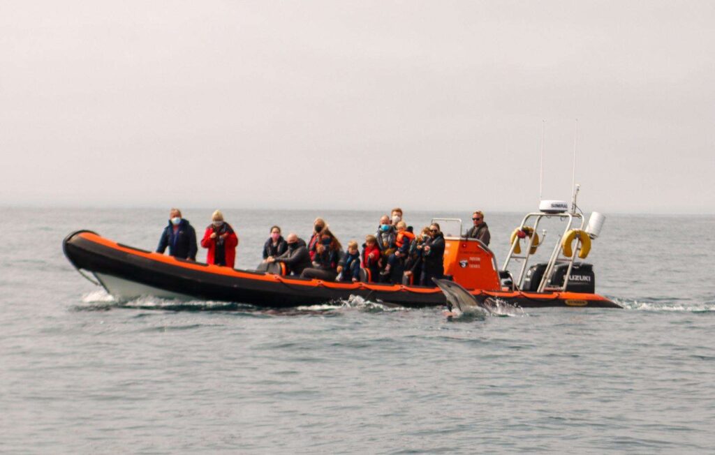 marine wildlife surveys by boat