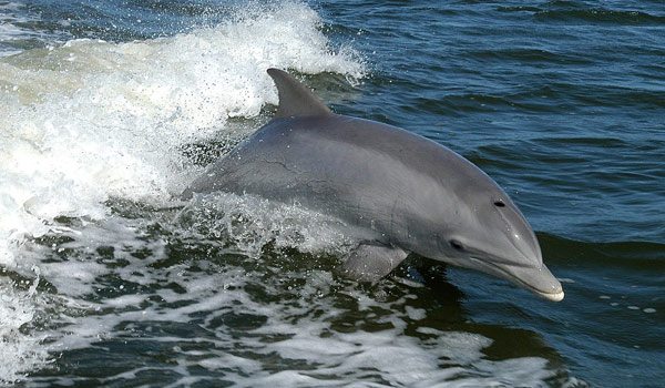 bottlenose dolphin jumping