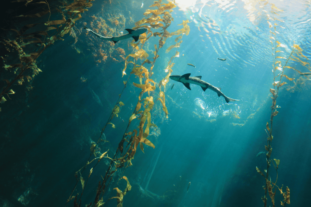 climate change and seagrass