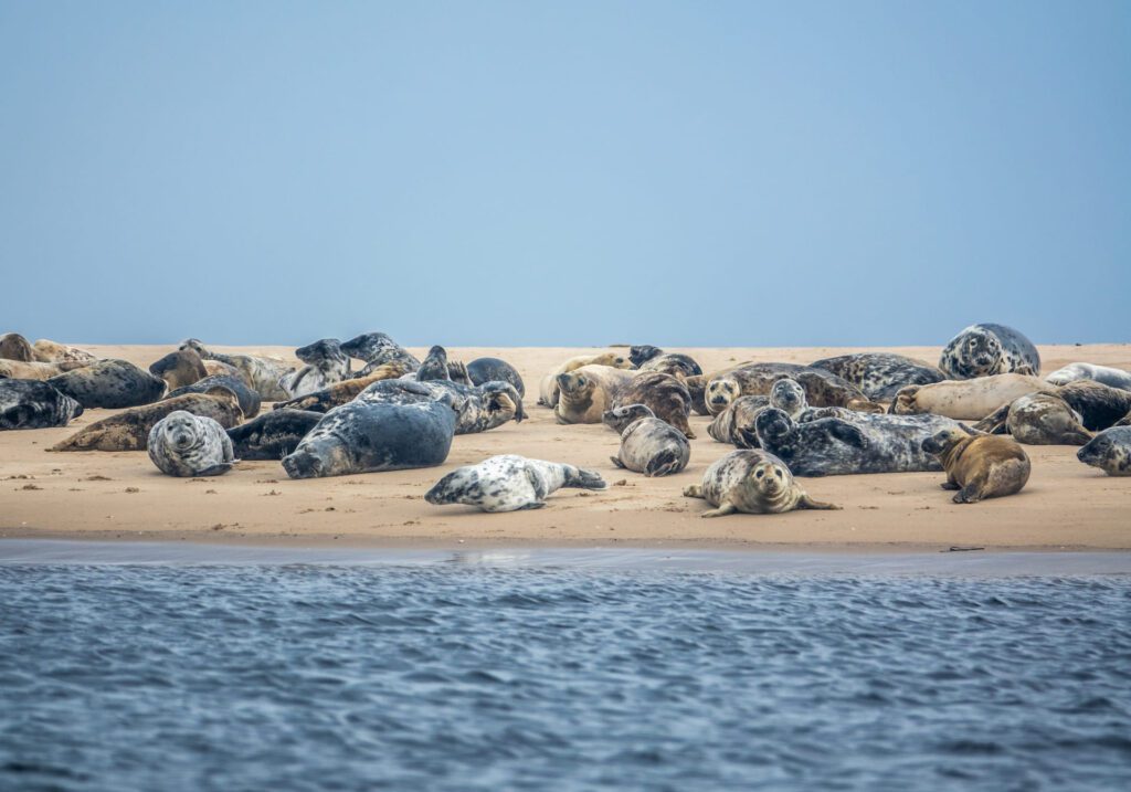 a colony of seal pups