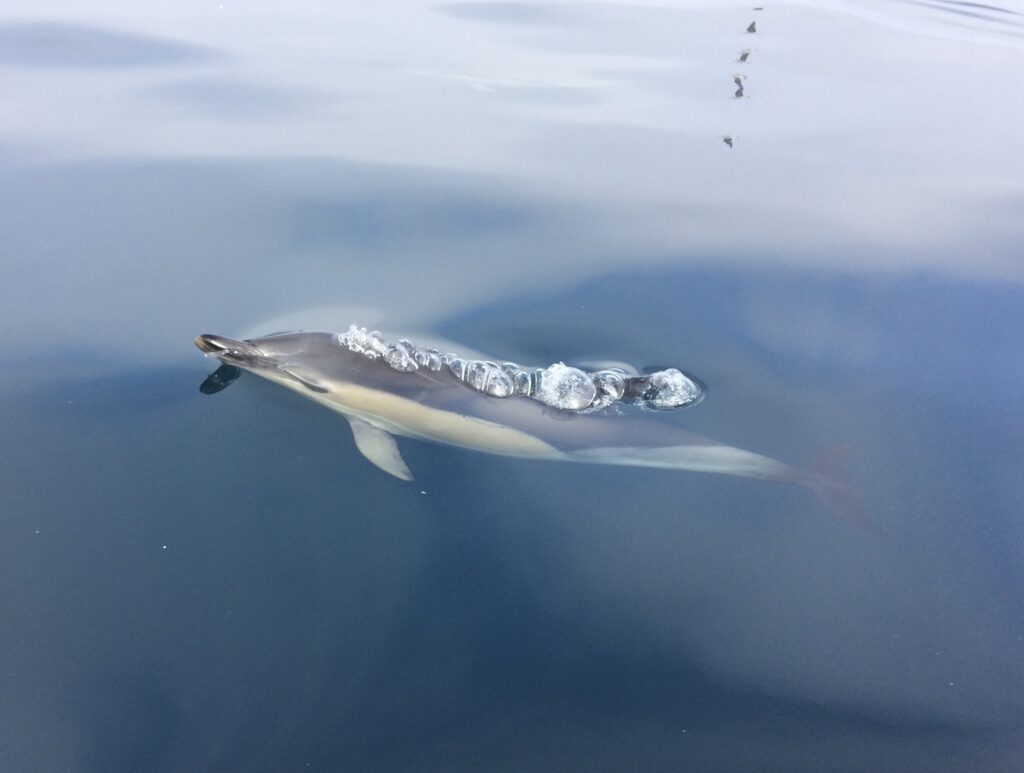 common dolphin