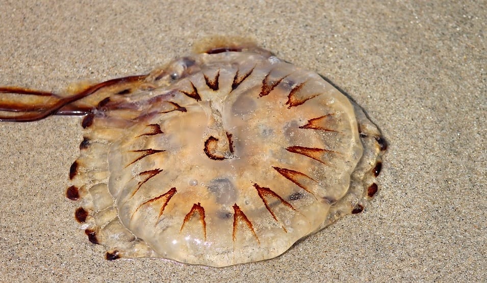 a compass jellyfish in cornwall