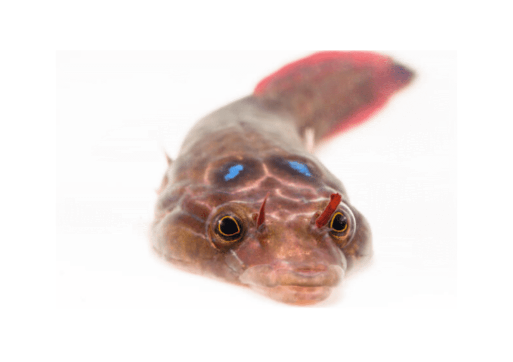 cornish sucker fish on white background