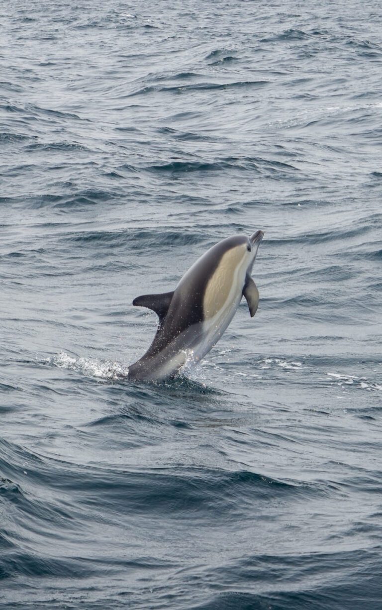 dolphin jump