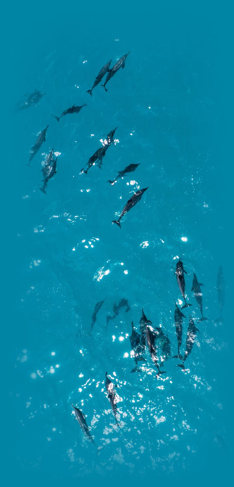 Aerial shot dolphins in cornwall