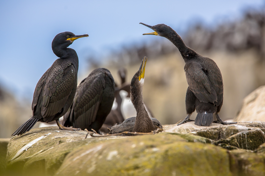 European shag with young
