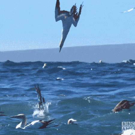 GIf of a ganet diving into the sea