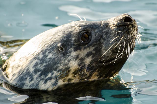 grey seals in padstow cornwall