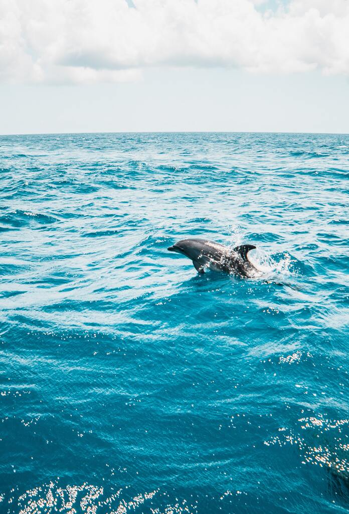 bottlenose dolphin jumping out of water