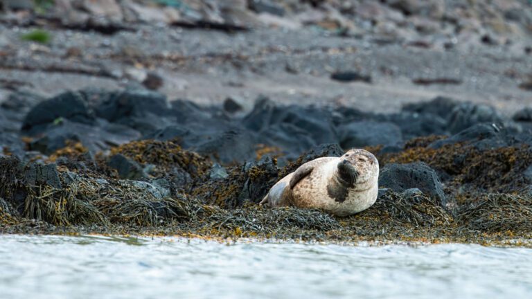common seal lying on a rocky shore