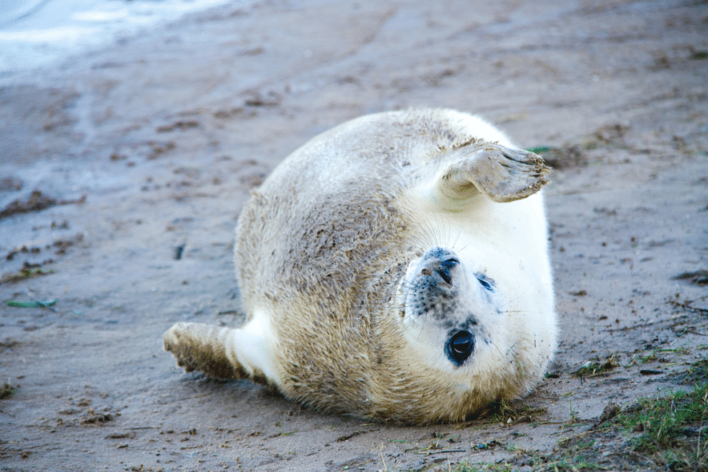 harbour seal pup in Cornwall
