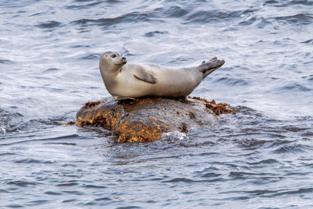 a harbour seal pup on a rock
