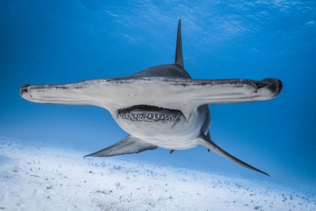 how many shark species are endangered