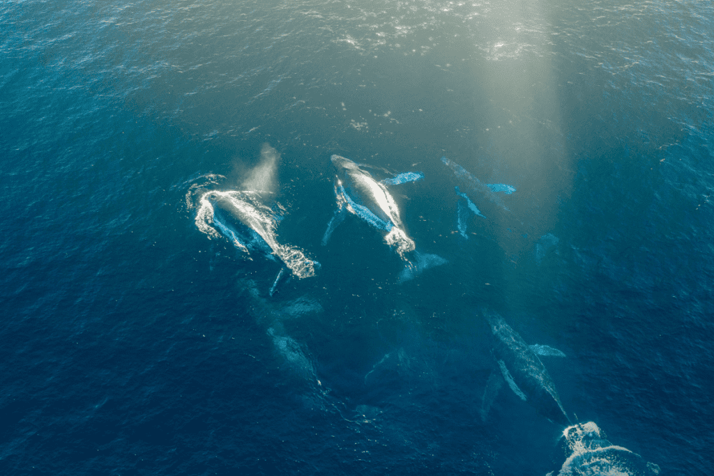 humpback whale sightings in cornwall