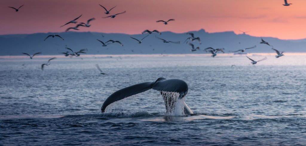 humpback whale tail breaking water with a beautiful background